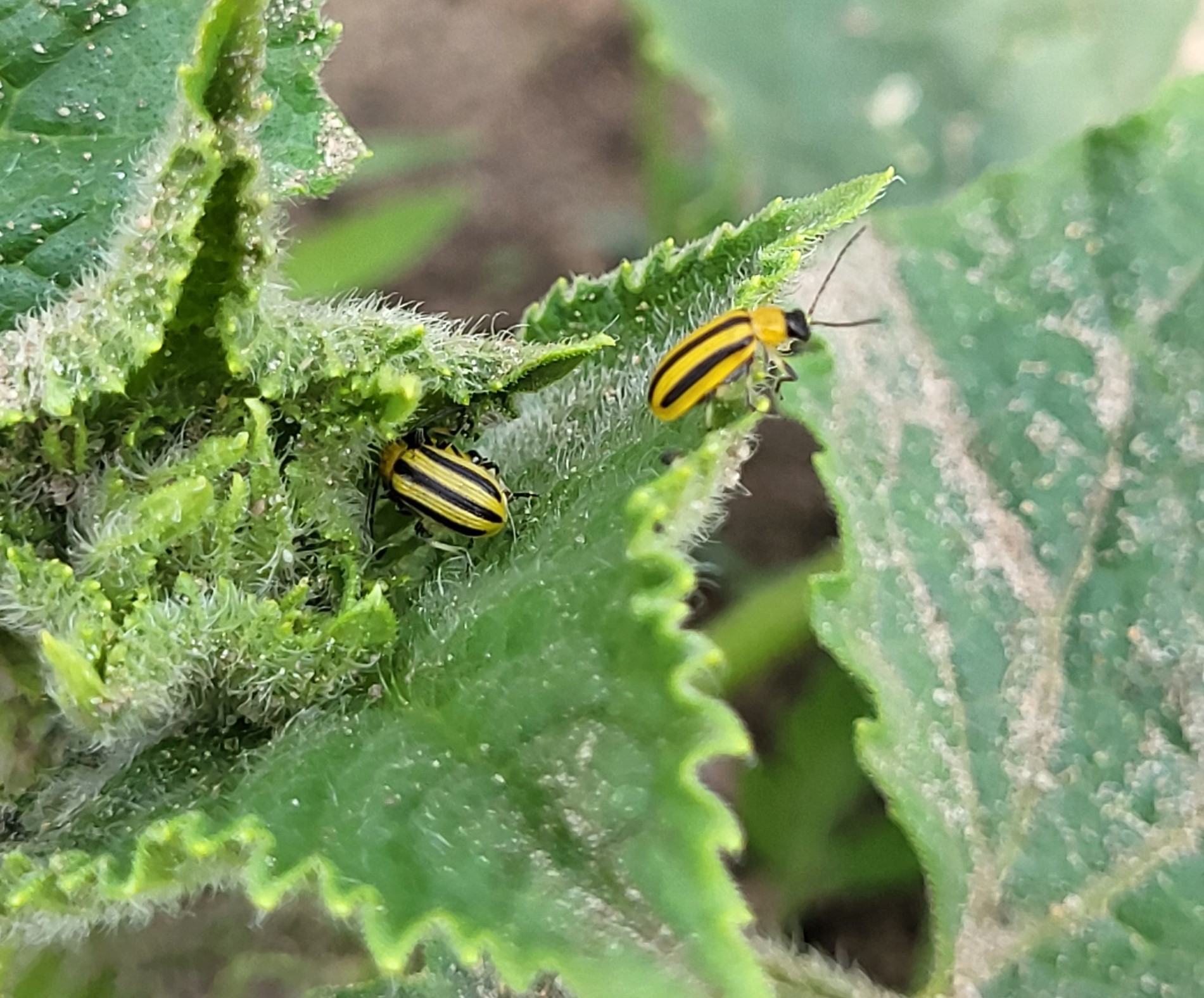 Striped cucumber beetles on leafs.